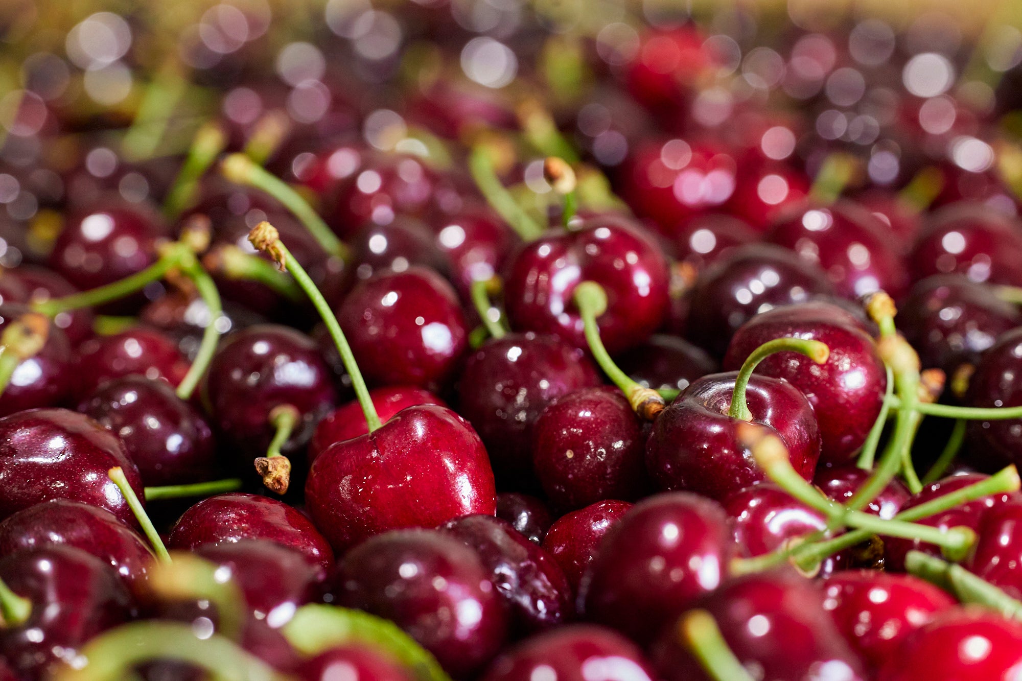 Close-up of shiny red CherryHill Orchards cherries with green stems on a blurred background