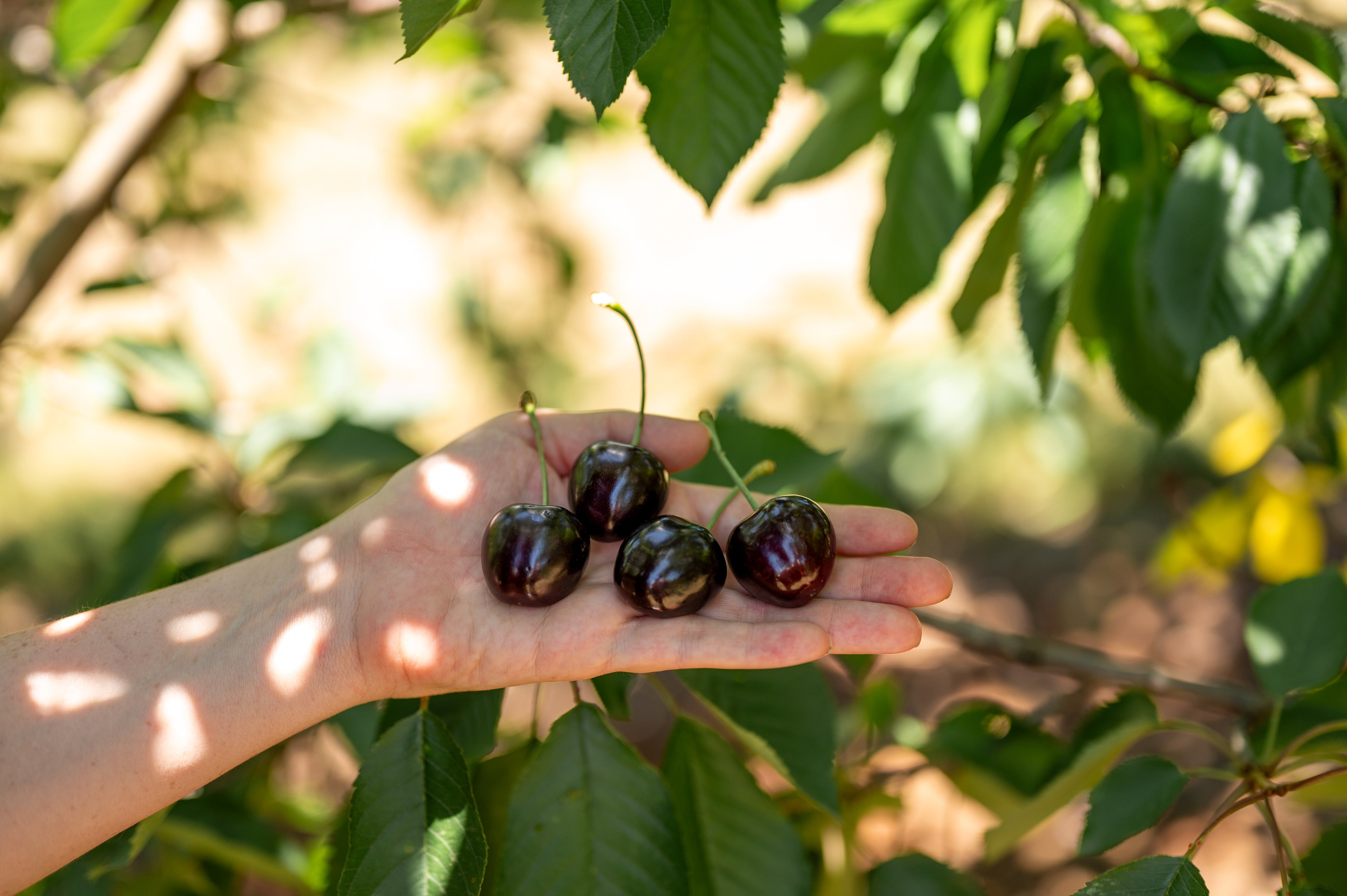 Hand holding cherries with a blurred background of greenery