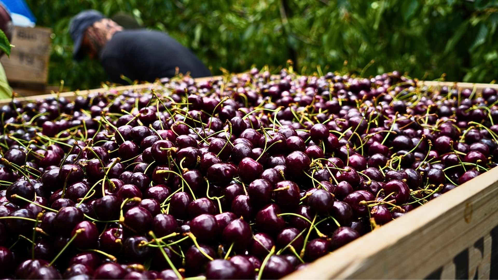 Box of cherries with a person in the background