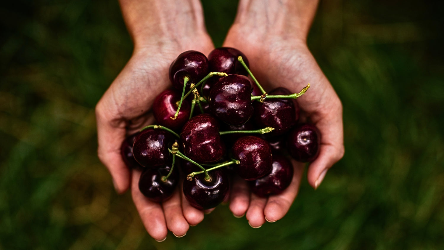 Hands holding a bunch of dark red CherryHill Orchards cherries against a blurred green background