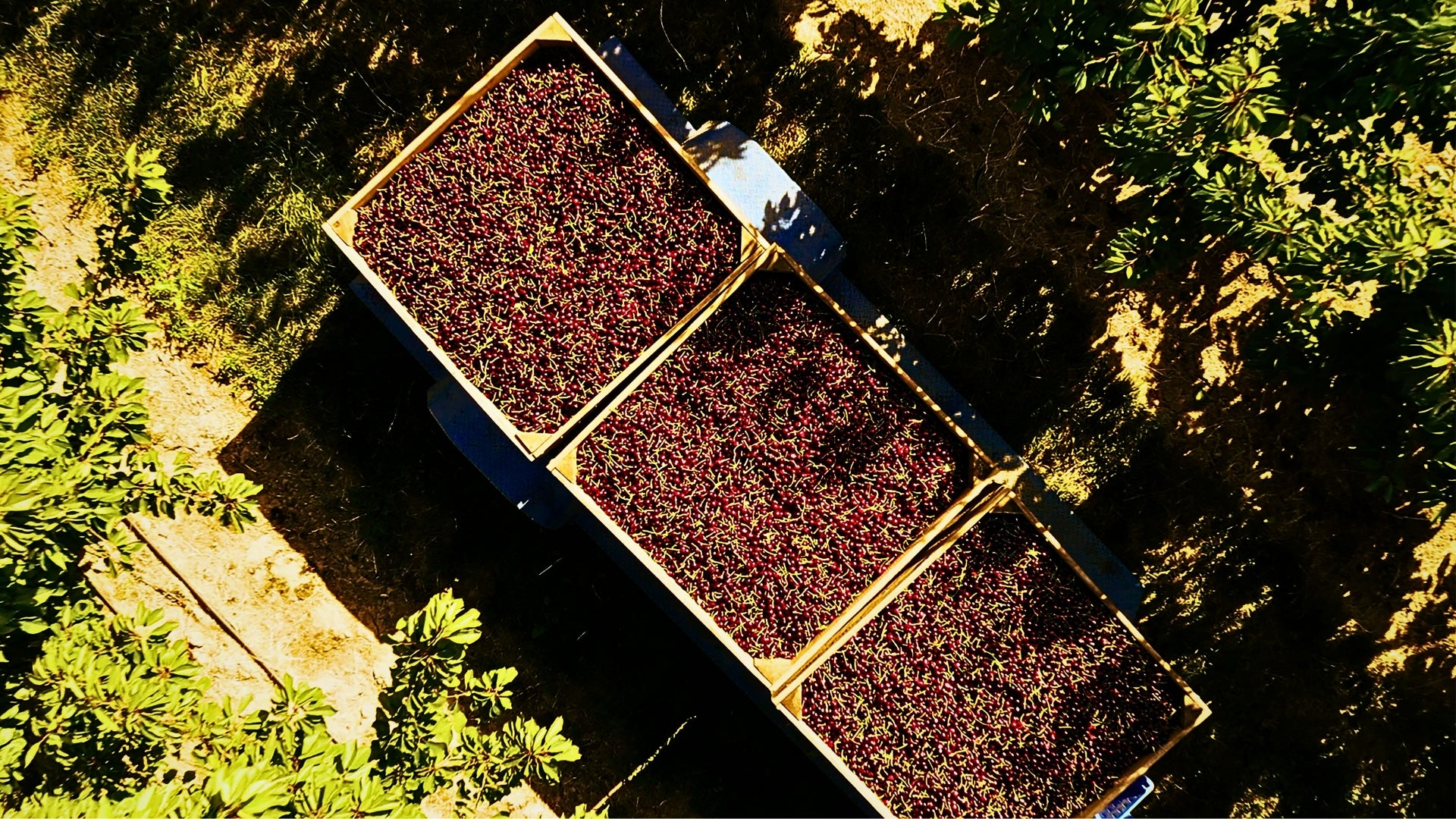 Aerial view of a truck carrying harvested CherryHill cherries in an orchard