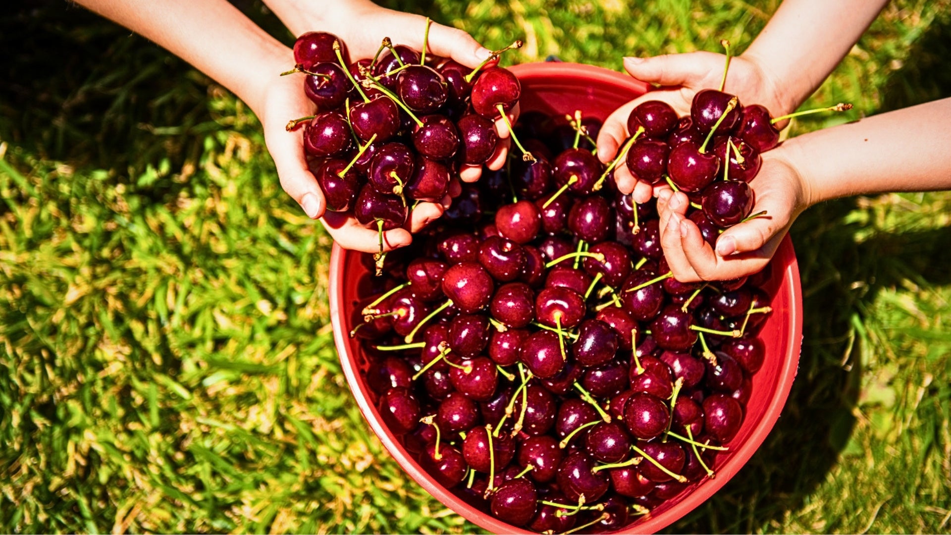 Two hands holding a red bucket filled with CherryHill cherries against a grassy background